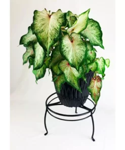 Vigoro 8 in. Black Metal Indoor Plant Stand -Vigoro sales Store black vigoro plant stands 51470 4f 1000