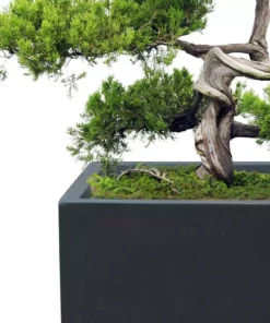 KANTE 31.4 in. & 23.6 in. L Rectangular Charcoal Lightweight Long Low Planters w/Drainage Hole (Set of 2), Outdoor/Indoor 15 KANTE 31.4 in. & 23.6 in. L Rectangular Charcoal Lightweight Long Low Planters w/Drainage Hole (Set of 2), Outdoor/Indoor -Vigoro sales Store charcoal kante plant pots rf0147ab c60121 76 1000