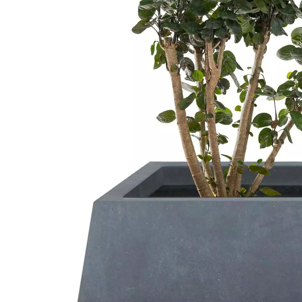 KANTE 21.2 in. and 16.1 in. W Square Charcoal Finish Lightweight Concrete/Fiberglass Planters with Drainage Holes (Set of 2) 5 KANTE 21.2 in. and 16.1 in. W Square Charcoal Finish Lightweight Concrete/Fiberglass Planters with Drainage Holes (Set of 2) - Image 3