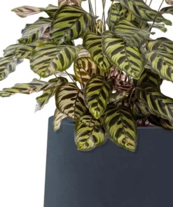 KANTE 10.63 in. x 13.78 in. Round Charcoal Lightweight Concrete and Weather Resistant Fiberglass Planter w/Drainage Hole 14 KANTE 10.63 in. x 13.78 in. Round Charcoal Lightweight Concrete and Weather Resistant Fiberglass Planter w/Drainage Hole -Vigoro sales Store charcoal kante plant pots rf2015023c c60121 1f 1000