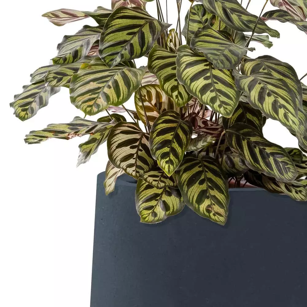 KANTE 10.63 in. x 13.78 in. Round Charcoal Lightweight Concrete and Weather Resistant Fiberglass Planter w/Drainage Hole 7 KANTE 10.63 in. x 13.78 in. Round Charcoal Lightweight Concrete and Weather Resistant Fiberglass Planter w/Drainage Hole - Image 5