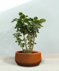 KANTE 16 in. Dia. Round Iron Oxide Concrete Bowl Planter, Outdoor Indoor Large Planter Pot with Drainage Hole 18 KANTE 16 in. Dia. Round Iron Oxide Concrete Bowl Planter, Outdoor Indoor Large Planter Pot with Drainage Hole -Vigoro sales Store iron oxide kante plant pots rc0051b c80621 76 1000