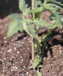 Vigoro 5 ft. Natural Bamboo Stake 15 Vigoro 5 ft. Natural Bamboo Stake -Vigoro sales Store natural bamboo beige vigoro tomato cages bb5vg 44 1000