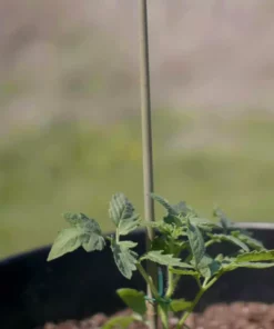 Vigoro 5 ft. Natural Bamboo Stake 17 Vigoro 5 ft. Natural Bamboo Stake -Vigoro sales Store natural bamboo beige vigoro tomato cages bb5vg 76 1000