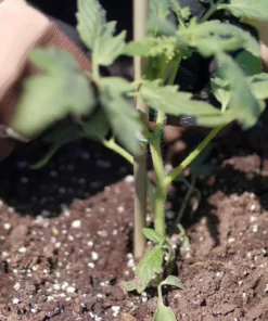 Vigoro 5 ft. Natural Bamboo Stake 16 Vigoro 5 ft. Natural Bamboo Stake -Vigoro sales Store natural bamboo beige vigoro tomato cages bb5vg fa 1000