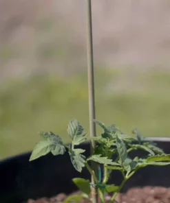 Vigoro Bamboo 6 ft. Natural Stake 15 Vigoro Bamboo 6 ft. Natural Stake -Vigoro sales Store natural bamboo beige vigoro tomato cages bb6vg fa 1000