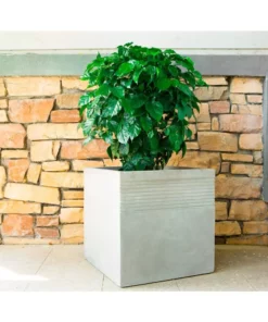 KANTE 15 in. W Square Natural Concrete/Fiberglass Indoor Outdoor Elegant Planter 19 KANTE 15 in. W Square Natural Concrete/Fiberglass Indoor Outdoor Elegant Planter -Vigoro sales Store natural concrete kante plant pots osf0128b c80021 fa 1000