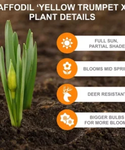 Vigoro 15/17 cm Premium XL Yellow Trumpet Daffodil Bulbs (Bag of 100) -Vigoro sales Store vigoro flower bulbs ecf 28 100 1f 1000