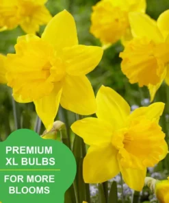 Vigoro 15/17 cm Premium XL Yellow Trumpet Daffodil Bulbs (Bag of 100) -Vigoro sales Store vigoro flower bulbs ecf 28 100 31 1000