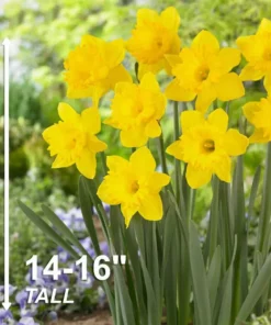 Vigoro 15/17 cm Premium XL Yellow Trumpet Daffodil Bulbs (Bag of 100) -Vigoro sales Store vigoro flower bulbs ecf 28 100 44 1000
