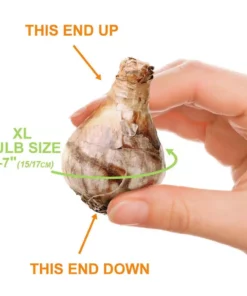 Vigoro 15/17 cm Premium XL Yellow Trumpet Daffodil Bulbs (Bag of 100) -Vigoro sales Store vigoro flower bulbs ecf 28 100 4f 1000