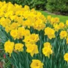 Vigoro 15/17 cm Premium XL Yellow Trumpet Daffodil Bulbs (Bag of 100) 1 Vigoro 15/17 cm Premium XL Yellow Trumpet Daffodil Bulbs (Bag of 100) -Vigoro sales Store vigoro flower bulbs ecf 28 100 64 1000