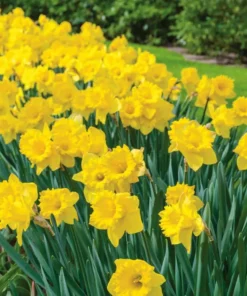 Vigoro 15/17 cm Premium XL Yellow Trumpet Daffodil Bulbs (Bag of 100)