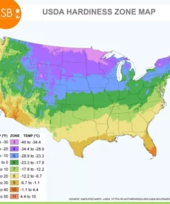 Vigoro 15/17 cm Premium XL Yellow Trumpet Daffodil Bulbs (Bag of 100) -Vigoro sales Store vigoro flower bulbs ecf 28 100 76 1000