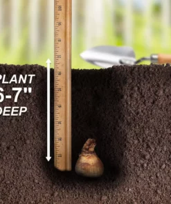 Vigoro 15/17 cm Premium XL Yellow Trumpet Daffodil Bulbs (Bag of 100) -Vigoro sales Store vigoro flower bulbs ecf 28 100 fa 1000