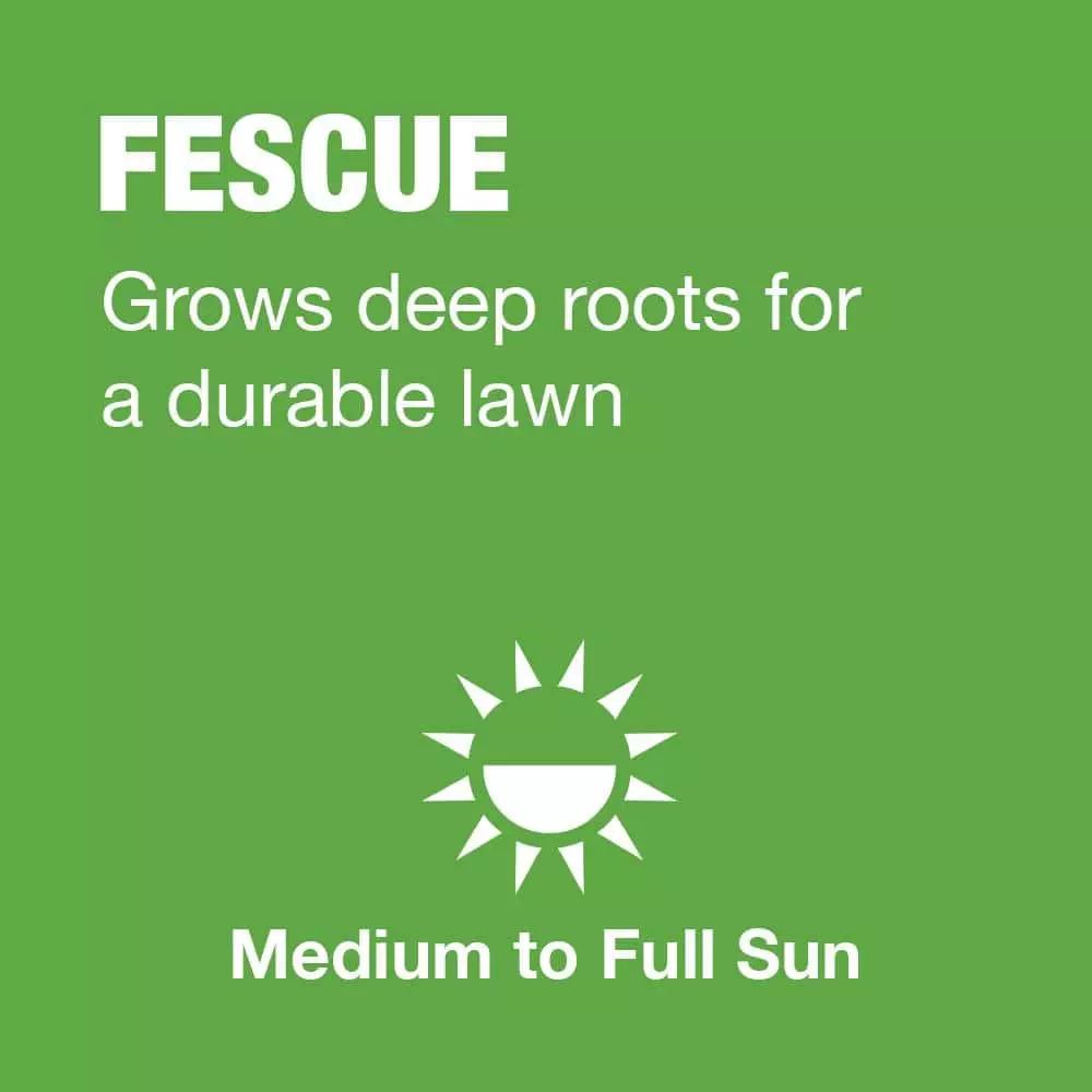 Vigoro 20 lbs. Tall Fescue Grass Seed Blend with Water Saver Seed Coating 6 Vigoro 20 lbs. Tall Fescue Grass Seed Blend with Water Saver Seed Coating - Image 4