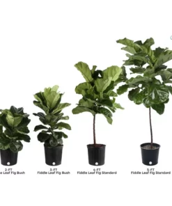 Vigoro 6 in. Little Fiddle Leaf Fig Indoor Plant in Small White Ribbed Plastic Decor Planter (2-Pack) -Vigoro sales Store vigoro indoor plants co 6fig 3 vi wh 1f 1000