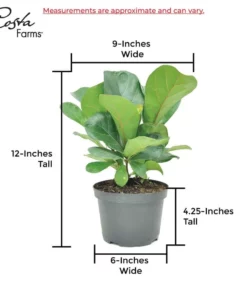 Vigoro 6 in. Little Fiddle Leaf Fig Indoor Plant in Small White Ribbed Plastic Decor Planter (2-Pack) -Vigoro sales Store vigoro indoor plants co 6fig 3 vi wh 44 1000