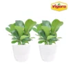 Vigoro 6 in. Little Fiddle Leaf Fig Indoor Plant in Small White Ribbed Plastic Decor Planter (2-Pack) -Vigoro sales Store vigoro indoor plants co 6fig 3 vi wh 64 1000
