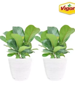 Vigoro 6 in. Little Fiddle Leaf Fig Indoor Plant in Small White Ribbed Plastic Decor Planter (2-Pack)