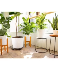 Vigoro 6 in. Little Fiddle Leaf Fig Indoor Plant in Small White Ribbed Plastic Decor Planter (2-Pack) -Vigoro sales Store vigoro indoor plants co 6fig 3 vi wh 77 1000