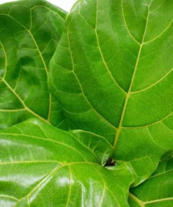 Vigoro 6 in. Little Fiddle Leaf Fig Indoor Plant in Small White Ribbed Plastic Decor Planter (2-Pack) -Vigoro sales Store vigoro indoor plants co 6fig 3 vi wh c3 1000