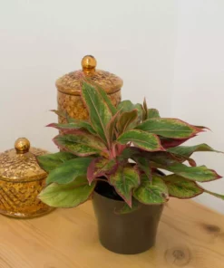 Vigoro 6 in. Grower's Choice Aglaonema Chinese Evergreen Indoor Plant in Small White Ribbed Plastic Decor Planter (2-Pack) -Vigoro sales Store vigoro indoor plants co ags6 3 vi wh 1f 1000