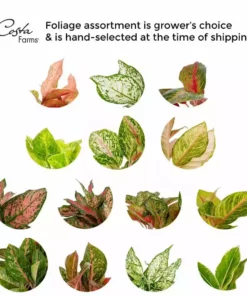 Vigoro 6 in. Grower's Choice Aglaonema Chinese Evergreen Indoor Plant in Small White Ribbed Plastic Decor Planter (2-Pack) -Vigoro sales Store vigoro indoor plants co ags6 3 vi wh 44 1000