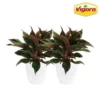 Vigoro 6 in. Grower's Choice Aglaonema Chinese Evergreen Indoor Plant in Small White Ribbed Plastic Decor Planter (2-Pack) 1 Vigoro 6 in. Grower's Choice Aglaonema Chinese Evergreen Indoor Plant in Small White Ribbed Plastic Decor Planter (2-Pack) -Vigoro sales Store vigoro indoor plants co ags6 3 vi wh 64 1000