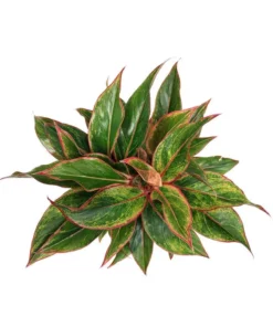 Vigoro 6 in. Grower's Choice Aglaonema Chinese Evergreen Indoor Plant in Small White Ribbed Plastic Decor Planter (2-Pack) -Vigoro sales Store vigoro indoor plants co ags6 3 vi wh a0 1000