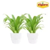 Vigoro 6 in. Bird's Nest Fern Indoor Plant in Small White Ribbed Plastic Decor Planter (2-Pack) -Vigoro sales Store vigoro indoor plants co brdf 3 vi wh 64 1000