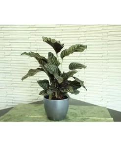 Vigoro 6 in. Grower's Choice Calathea Indoor Plant in Small White Ribbed Plastic Decor Planter (2-Pack) 17 Vigoro 6 in. Grower's Choice Calathea Indoor Plant in Small White Ribbed Plastic Decor Planter (2-Pack) -Vigoro sales Store vigoro indoor plants co cal6 3 vi wh 1f 1000