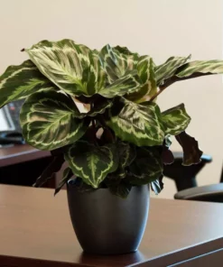 Vigoro 6 in. Grower's Choice Calathea Indoor Plant in Small White Ribbed Plastic Decor Planter (2-Pack) 16 Vigoro 6 in. Grower's Choice Calathea Indoor Plant in Small White Ribbed Plastic Decor Planter (2-Pack) -Vigoro sales Store vigoro indoor plants co cal6 3 vi wh 4f 1000