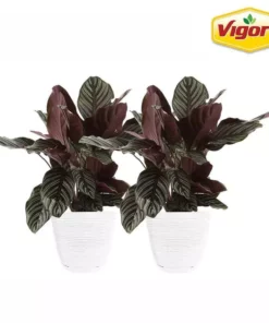 Vigoro 6 in. Grower's Choice Calathea Indoor Plant in Small White Ribbed Plastic Decor Planter (2-Pack)