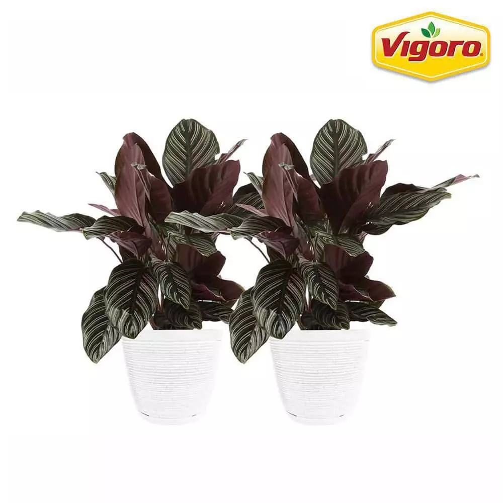 Vigoro 6 in. Grower's Choice Calathea Indoor Plant in Small White Ribbed Plastic Decor Planter (2-Pack) 3 Vigoro 6 in. Grower's Choice Calathea Indoor Plant in Small White Ribbed Plastic Decor Planter (2-Pack)