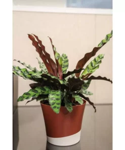 Vigoro 6 in. Grower's Choice Calathea Indoor Plant in Small White Ribbed Plastic Decor Planter (2-Pack) 14 Vigoro 6 in. Grower's Choice Calathea Indoor Plant in Small White Ribbed Plastic Decor Planter (2-Pack) -Vigoro sales Store vigoro indoor plants co cal6 3 vi wh 77 1000