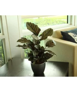 Vigoro 6 in. Grower's Choice Calathea Indoor Plant in Small White Ribbed Plastic Decor Planter (2-Pack) 13 Vigoro 6 in. Grower's Choice Calathea Indoor Plant in Small White Ribbed Plastic Decor Planter (2-Pack) -Vigoro sales Store vigoro indoor plants co cal6 3 vi wh a0 1000