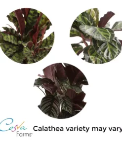 Vigoro 6 in. Grower's Choice Calathea Indoor Plant in Small White Ribbed Plastic Decor Planter (2-Pack) 15 Vigoro 6 in. Grower's Choice Calathea Indoor Plant in Small White Ribbed Plastic Decor Planter (2-Pack) -Vigoro sales Store vigoro indoor plants co cal6 3 vi wh c3 1000