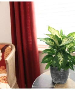 Vigoro 6 in. Dieffenbachia Indoor Plant in Small White Ribbed Plastic Decor Planter (2-Pack) -Vigoro sales Store vigoro indoor plants co dief 3 vi wh 4f 1000