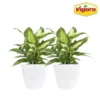 Vigoro 6 in. Dieffenbachia Indoor Plant in Small White Ribbed Plastic Decor Planter (2-Pack)