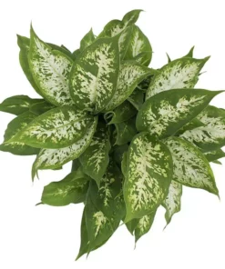 Vigoro 6 in. Dieffenbachia Indoor Plant in Small White Ribbed Plastic Decor Planter (2-Pack) -Vigoro sales Store vigoro indoor plants co dief 3 vi wh a0 1000