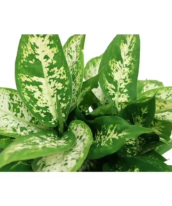 Vigoro 6 in. Dieffenbachia Indoor Plant in Small White Ribbed Plastic Decor Planter (2-Pack) -Vigoro sales Store vigoro indoor plants co dief 3 vi wh c3 1000
