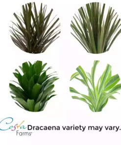 Vigoro 6 in. Grower's Choice Dracaena Indoor Plant in Small White Ribbed Plastic Decor Planter (2-Pack) 11 Vigoro 6 in. Grower's Choice Dracaena Indoor Plant in Small White Ribbed Plastic Decor Planter (2-Pack) -Vigoro sales Store vigoro indoor plants co jc06 3 vi wh 1f 1000