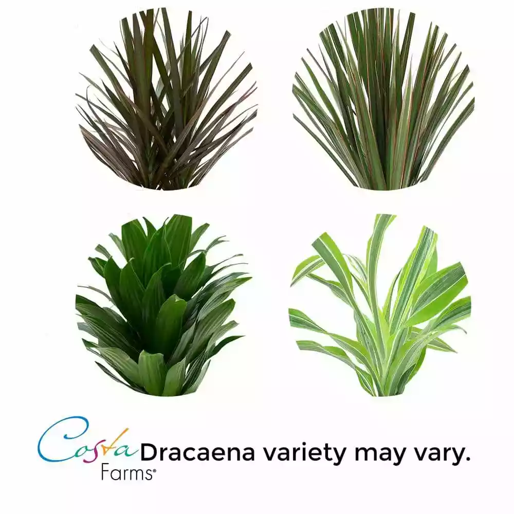 Vigoro 6 in. Grower's Choice Dracaena Indoor Plant in Small White Ribbed Plastic Decor Planter (2-Pack) 7 Vigoro 6 in. Grower's Choice Dracaena Indoor Plant in Small White Ribbed Plastic Decor Planter (2-Pack) - Image 5