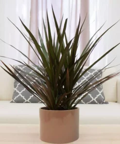 Vigoro 6 in. Grower's Choice Dracaena Indoor Plant in Small White Ribbed Plastic Decor Planter (2-Pack) 10 Vigoro 6 in. Grower's Choice Dracaena Indoor Plant in Small White Ribbed Plastic Decor Planter (2-Pack) -Vigoro sales Store vigoro indoor plants co jc06 3 vi wh 4f 1000