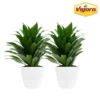 Vigoro 6 in. Grower's Choice Dracaena Indoor Plant in Small White Ribbed Plastic Decor Planter (2-Pack)