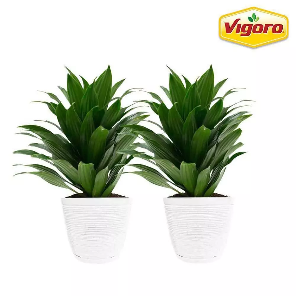Vigoro 6 in. Grower's Choice Dracaena Indoor Plant in Small White Ribbed Plastic Decor Planter (2-Pack) 3 Vigoro 6 in. Grower's Choice Dracaena Indoor Plant in Small White Ribbed Plastic Decor Planter (2-Pack)