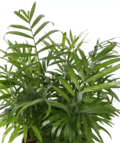 Vigoro 6 in. Neanthebella Palm Indoor Plant in Small White Ribbed Plastic Decor Planter (2-Pack) -Vigoro sales Store vigoro indoor plants co np07 3 vi wh 4f 1000