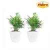 Vigoro 6 in. Neanthebella Palm Indoor Plant in Small White Ribbed Plastic Decor Planter (2-Pack) -Vigoro sales Store vigoro indoor plants co np07 3 vi wh 64 1000