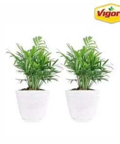 Vigoro 6 in. Neanthebella Palm Indoor Plant in Small White Ribbed Plastic Decor Planter (2-Pack)